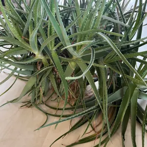 Aloe Vera Mother Plant
