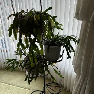 4 Live Plants and Wrought Iron Stand
