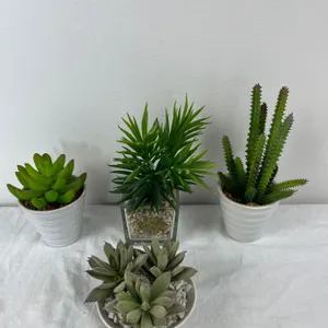 Potted Succulents