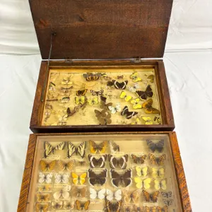 Pinned Butterflys