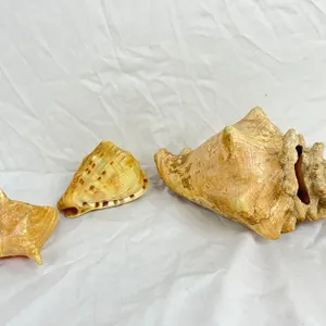 Sea Shells