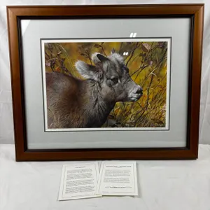 "Mountain Baby - Bighorn Sheep" by, Carl Brenders