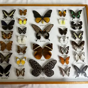 Framed Butterflies