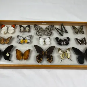 Framed Butterflies
