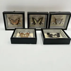 5 Malaysian Butterflies