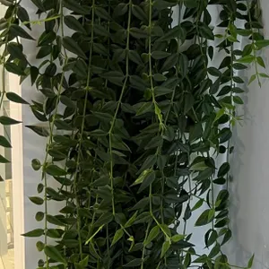Hoya Bella Potted Plant