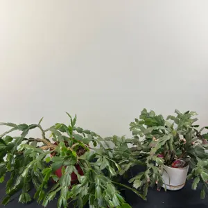 2 Christmas Cactus Plants