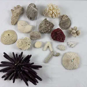 Ocean Corals and Decor