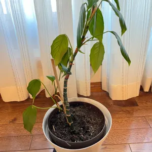 Potted Live Houseplant
