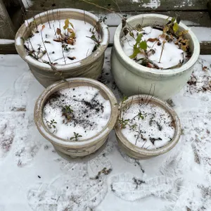 4 Ceramic Planters With Dirt