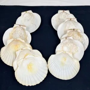 10 Oyster Shells