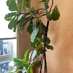 Fiddle Leaf Fig Tree