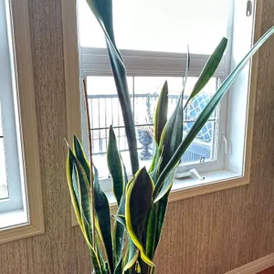 Dracaena Trifasciata plant with stand