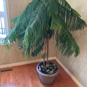 Umbrella Tree