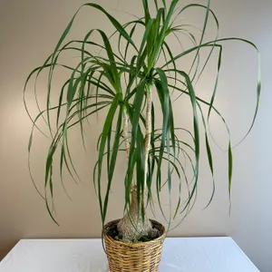 Living Plant