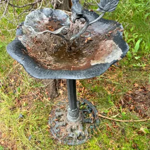 Bird Bath