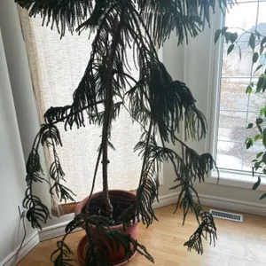 18" Potted Umbrella Tree