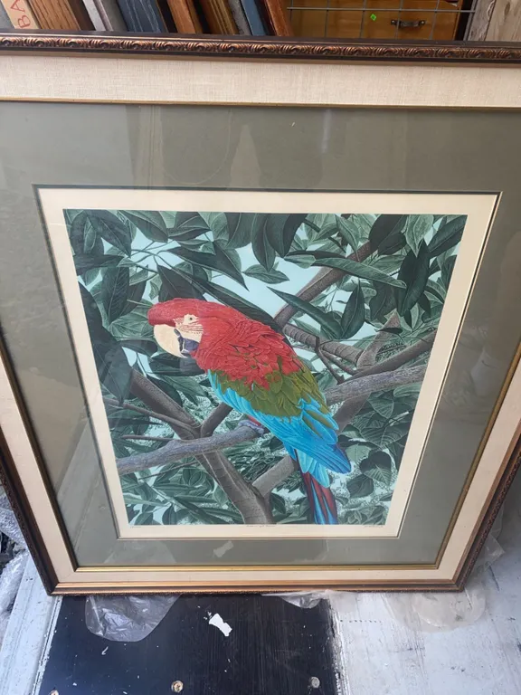 Green-Winged Macaw Framed Print by Dallas E. John, 1980, 33.5 x 39.5 in