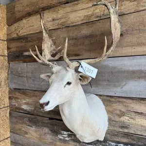 Fallow shoulder mount