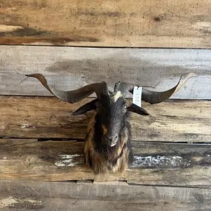 Billy Goat mount