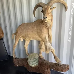 Full body Aoudad wall mount