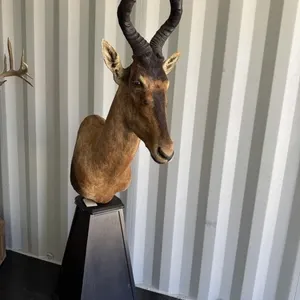 Hartebeest pedestal mount