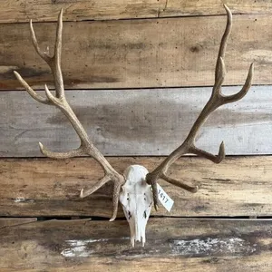 Red Deer European mount