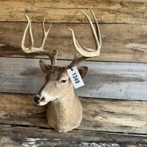 Whitetail shoulder mount