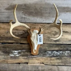 Whitetail European mount