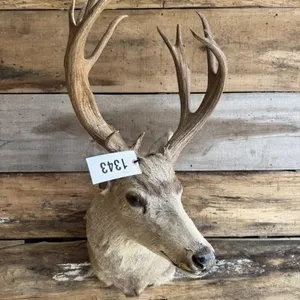 Mule Deer shoulder mount