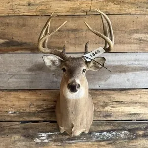 Whitetail shoulder mount