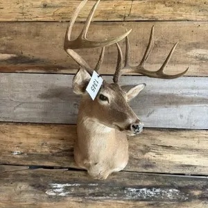 Whitetail Shoulder mount