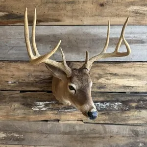 Whitetail Shoulder mount