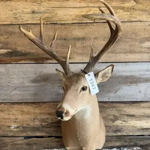 Whitetail Shoulder mount