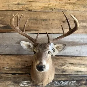 Whitetail Shoulder mount