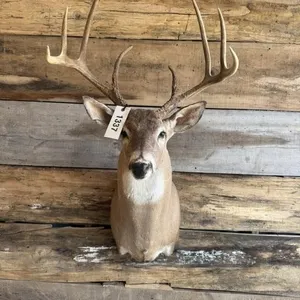 Whitetail shoulder mount