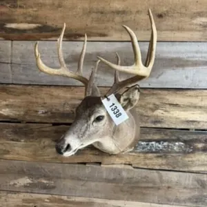 Whitetail shoulder mount