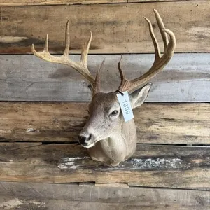 Whitetail shoulder mount