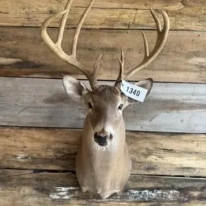 Whitetail shoulder mount