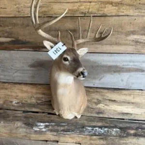 Whitetail shoulder mount
