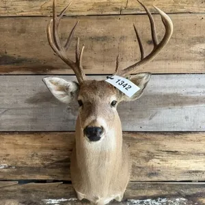 Whitetail shoulder mount