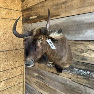 Black Wildebeest shoulder mount