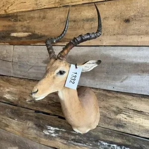 Impala shoulder mount