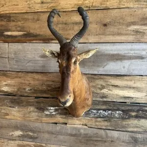 Hardebeest shoulder mount