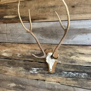 Axis European mount