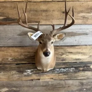 Whitetail shoulder mount