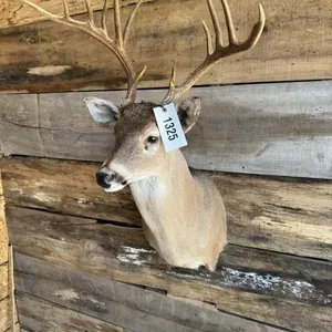 Whitetail shoulder mount