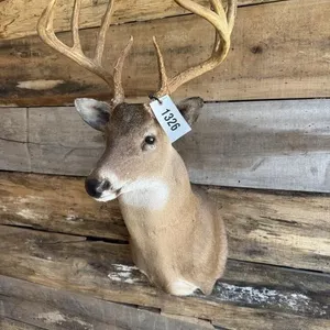Whitetail shoulder mount