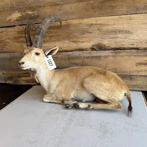 Full body Ibex mount