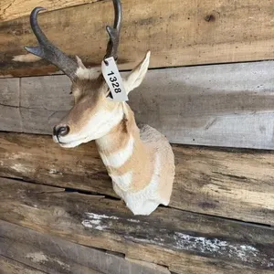 Pronghorn Antelope shoulder mount